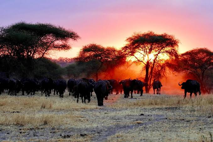 Serengeti Mara River Crossing Safari Special | Generous Tours & Safaris gallery 3